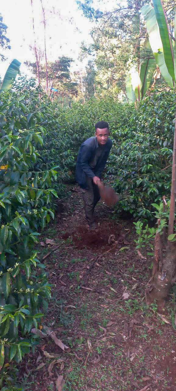 ETHIOPIA | MR. BEKELE GEMEDA WASHED | LIGHT ROAST