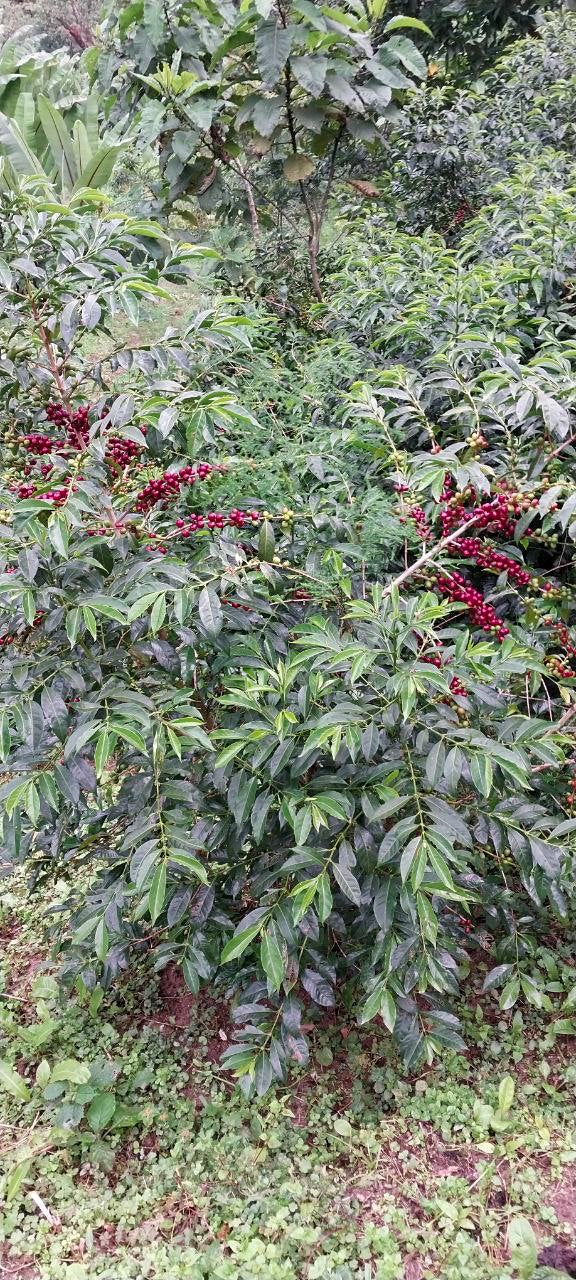 ETHIOPIA | MR. BEKELE GEMEDA WASHED | LIGHT ROAST