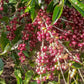 ETHIOPIA | MR. BERHANU KURSE NATURAL | LIGHT ROAST