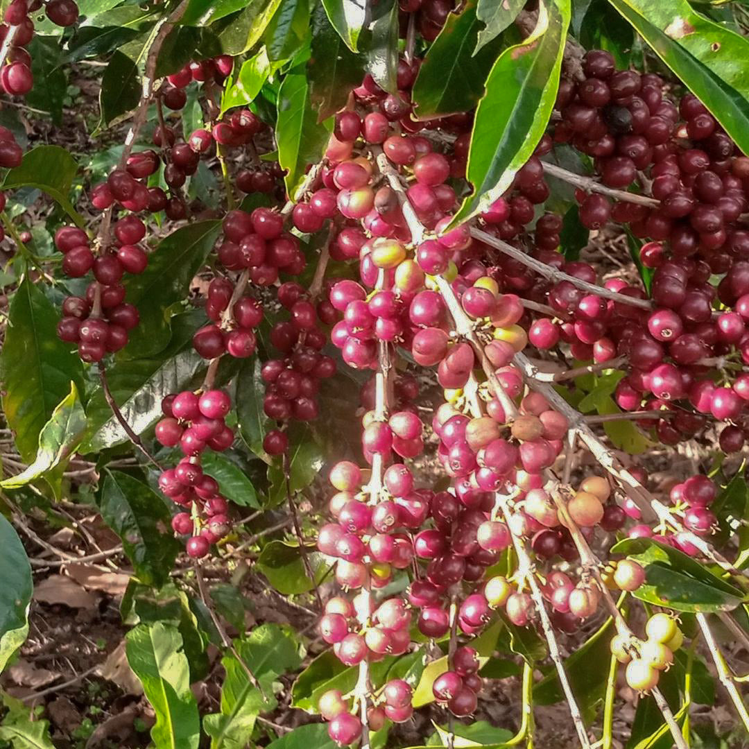 ETHIOPIA | MR. BERHANU KURSE NATURAL | LIGHT ROAST