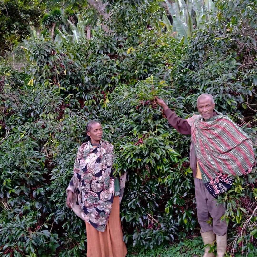 ETHIOPIA | MR. BERHANU KURSE NATURAL | LIGHT ROAST