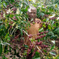 ETHIOPIA | MR. BERHANU KURSE NATURAL | LIGHT ROAST