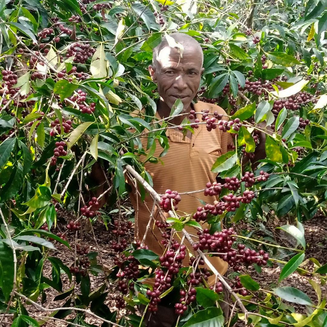 ETHIOPIA | MR. BERHANU KURSE NATURAL | LIGHT ROAST