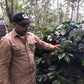 INDONESIA | JAVA FRINSA COLLECTIVE WASHED | MEDIUM ROAST