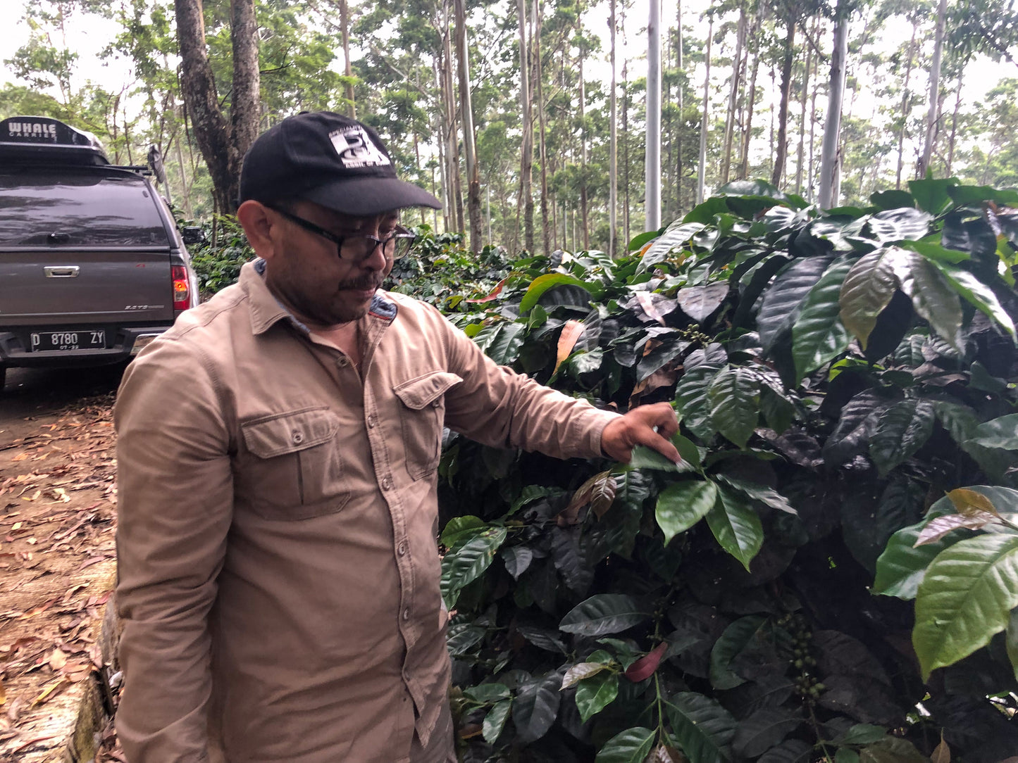 INDONESIA | JAVA FRINSA COLLECTIVE WASHED | MEDIUM ROAST