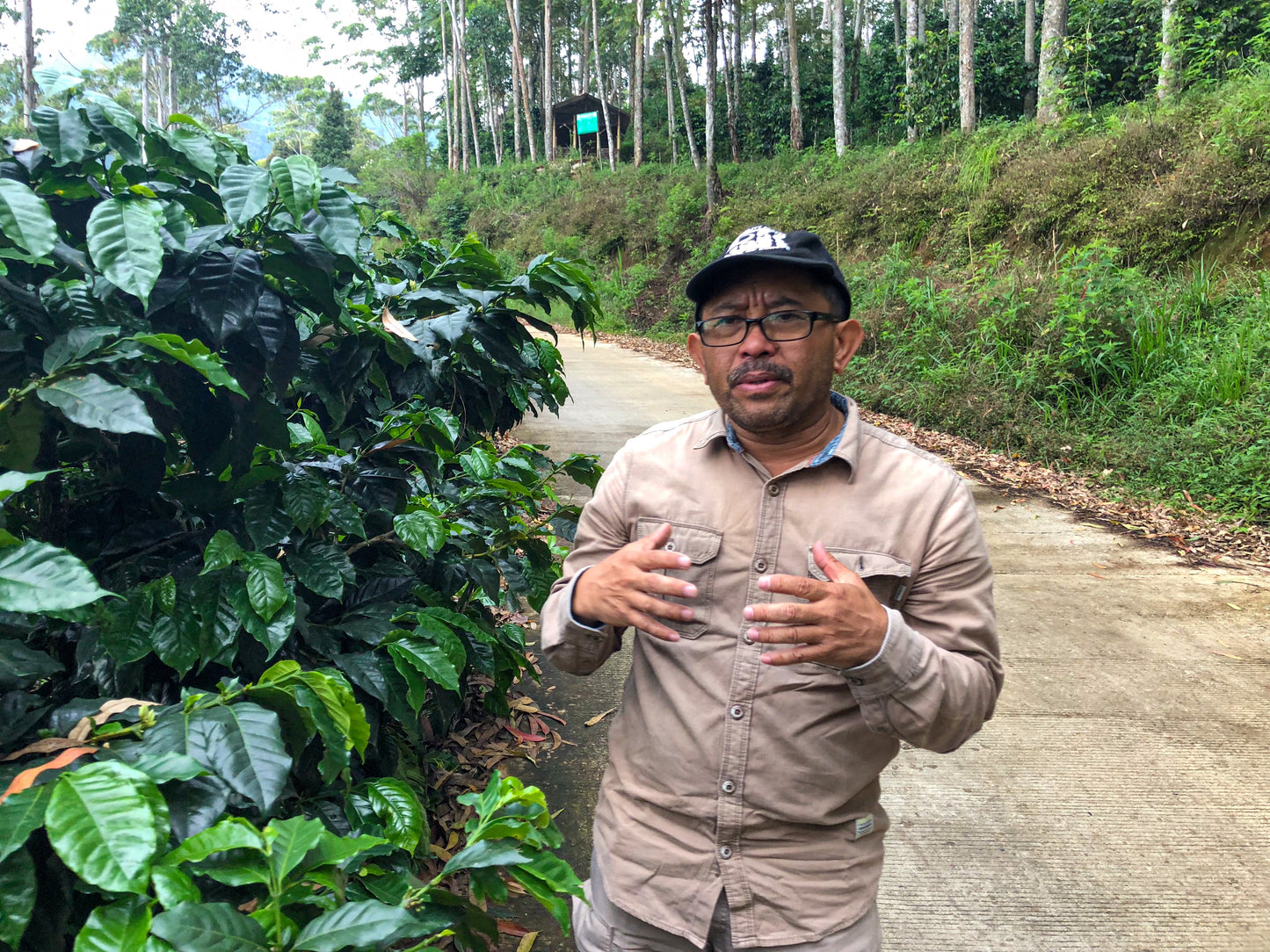 INDONESIA | JAVA FRINSA COLLECTIVE WASHED | MEDIUM ROAST