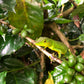 INDONESIA | JAVA FRINSA COLLECTIVE WASHED | MEDIUM ROAST