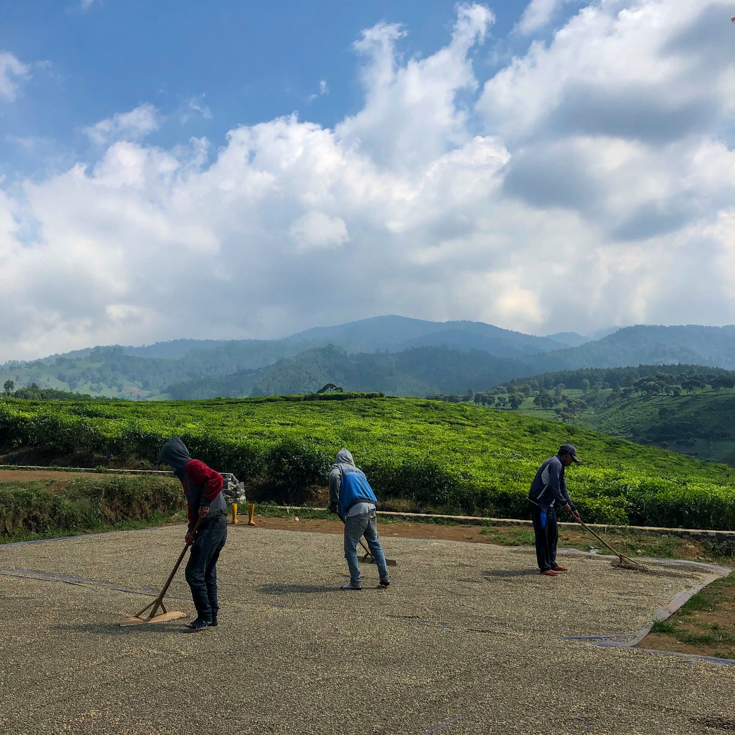 INDONESIA | JAVA FRINSA COLLECTIVE WASHED | MEDIUM ROAST