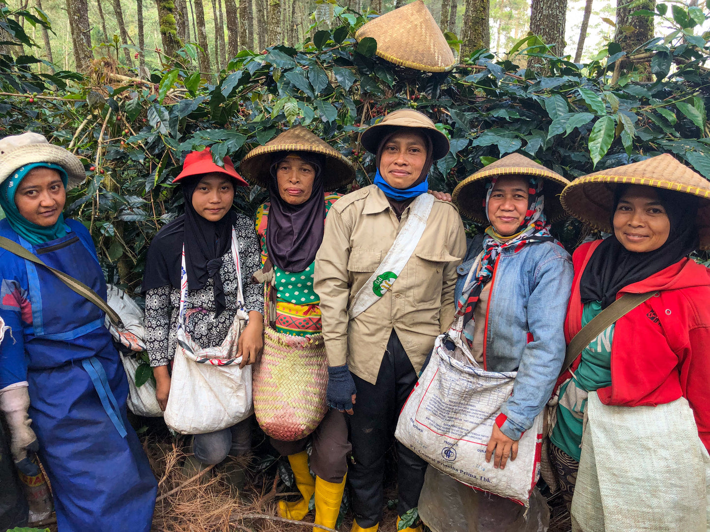 INDONESIA | JAVA FRINSA COLLECTIVE WASHED | MEDIUM ROAST