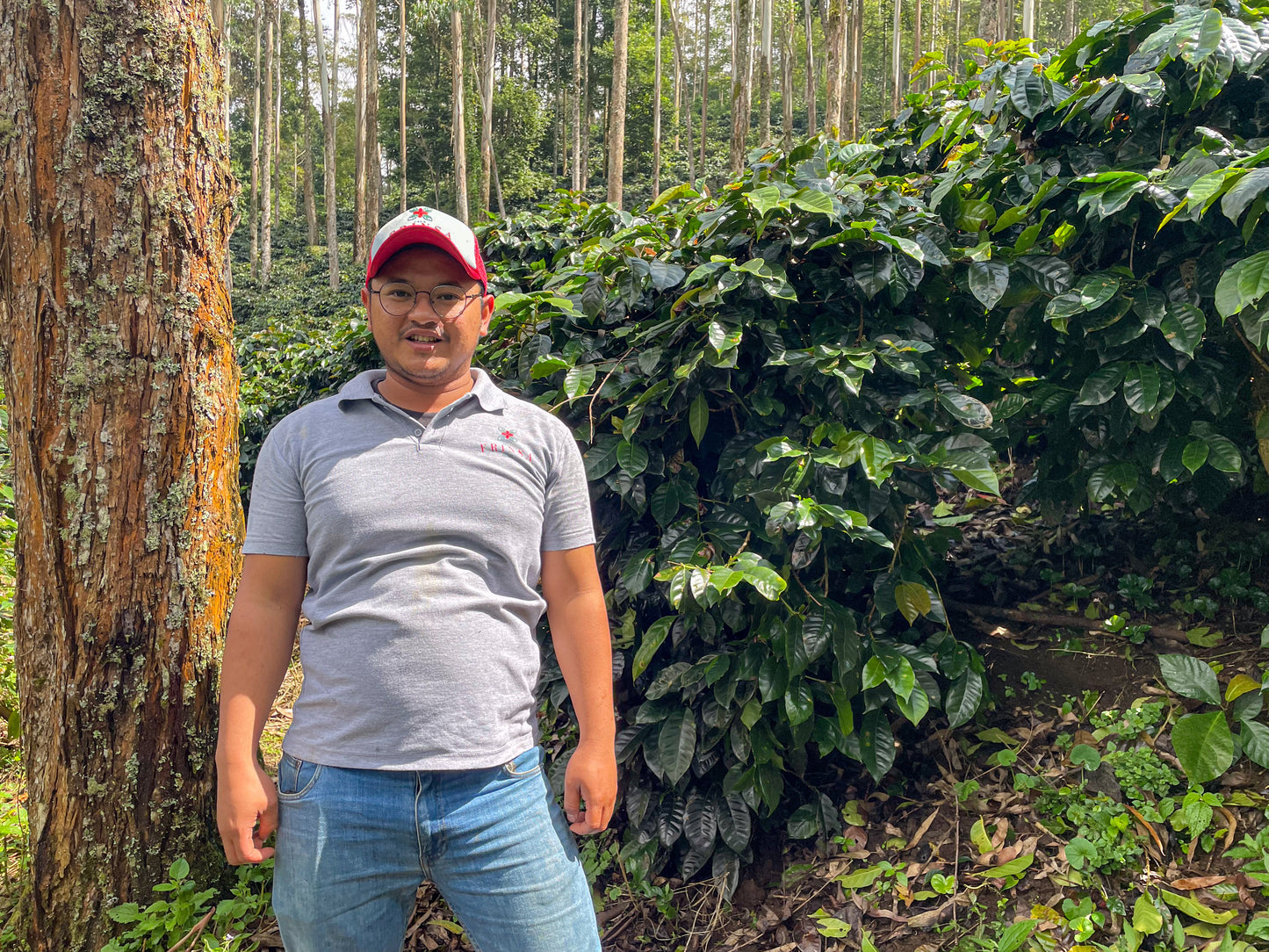 INDONESIA | JAVA FRINSA COLLECTIVE WASHED | MEDIUM ROAST