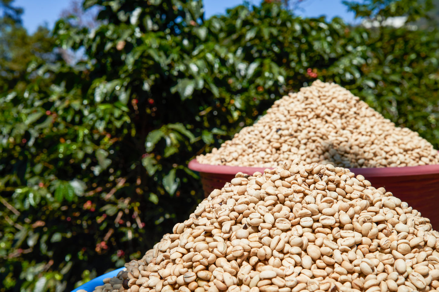 GUATEMALA | FINCA EL RECUERDO WASHED | MEDIUM ROAST