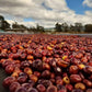 HONDURAS | FINCA EL PEDRERO WASHED | MEDIUM ROAST