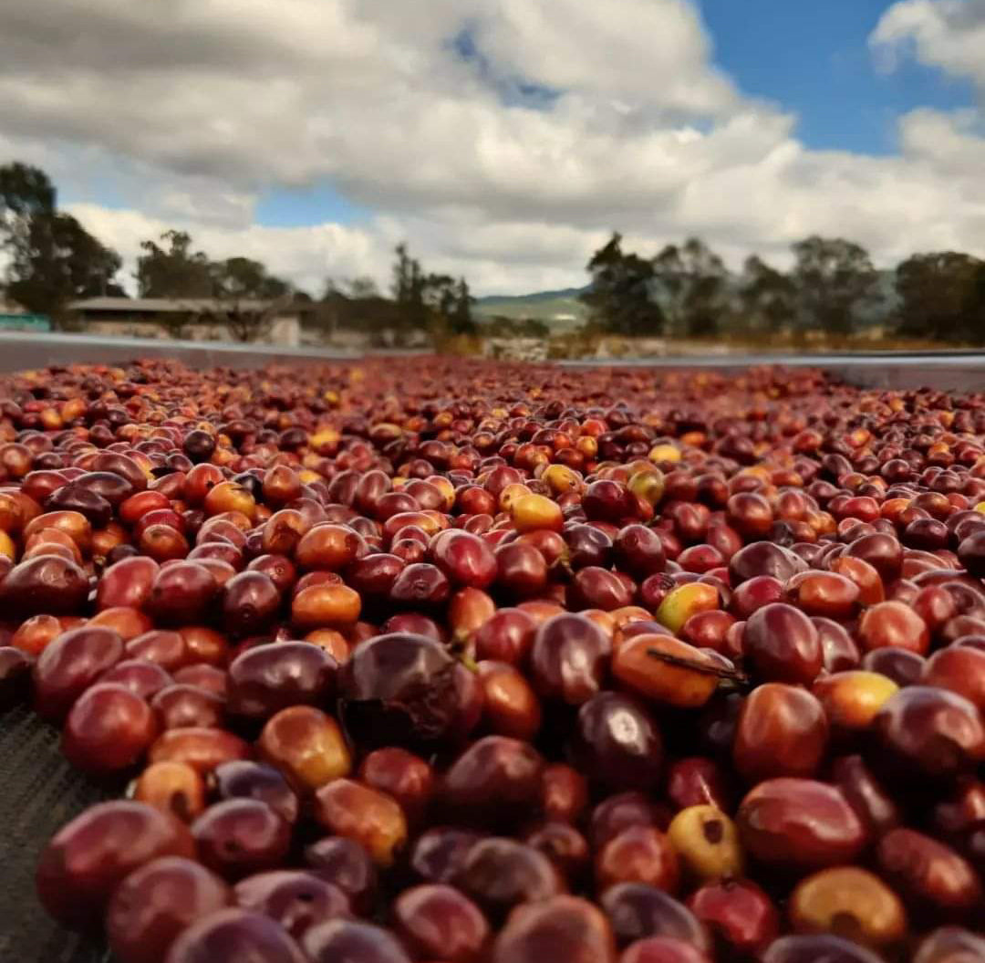 HONDURAS | FINCA EL PEDRERO WASHED | MEDIUM ROAST