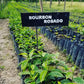 HONDURAS | FINCA EL PEDRERO WASHED | MEDIUM ROAST