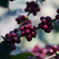 HONDURAS | EL JARDIN NATURAL | MEDIUM ROAST