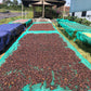 INDONESIA | JAVA FRINSA COLLECTIVE WASHED | MEDIUM ROAST