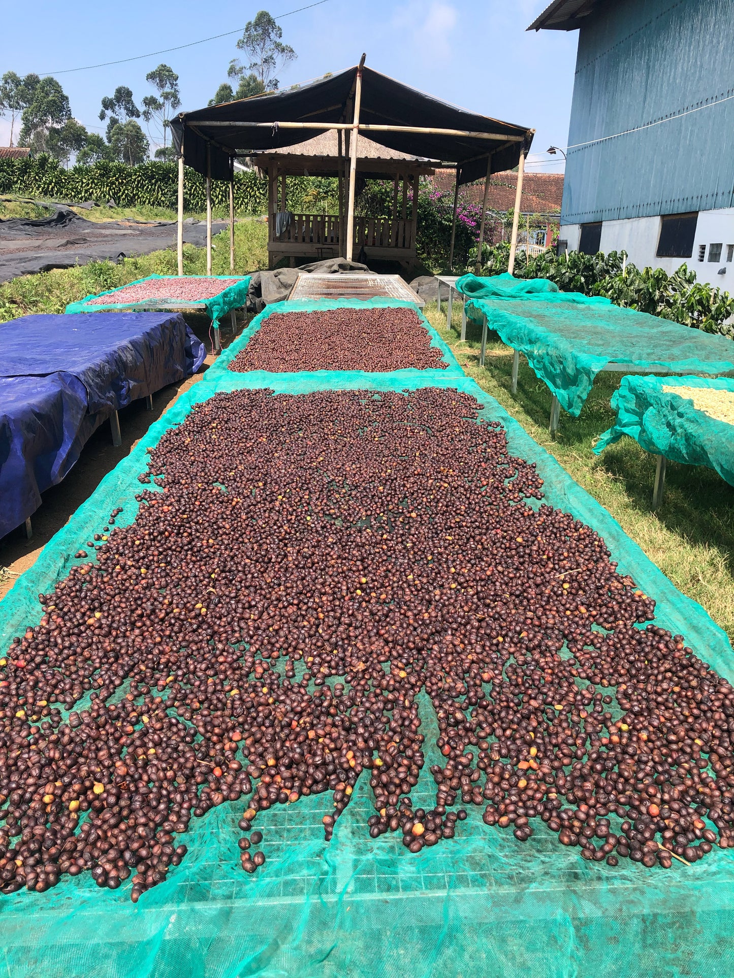 INDONESIA | JAVA FRINSA COLLECTIVE WASHED | MEDIUM ROAST