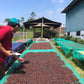 INDONESIA | JAVA FRINSA COLLECTIVE WASHED | MEDIUM ROAST