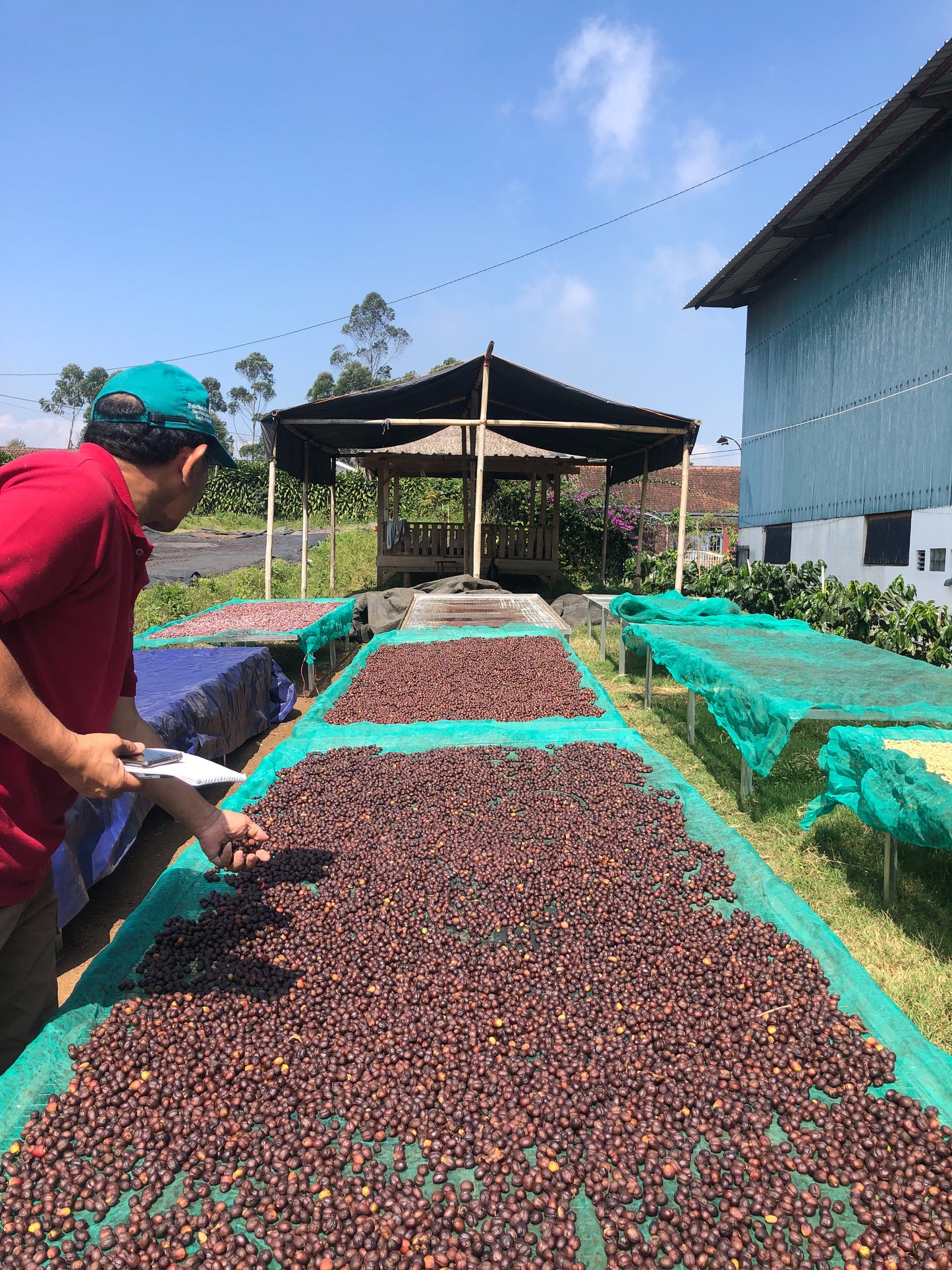INDONESIA | JAVA FRINSA COLLECTIVE WASHED | MEDIUM ROAST
