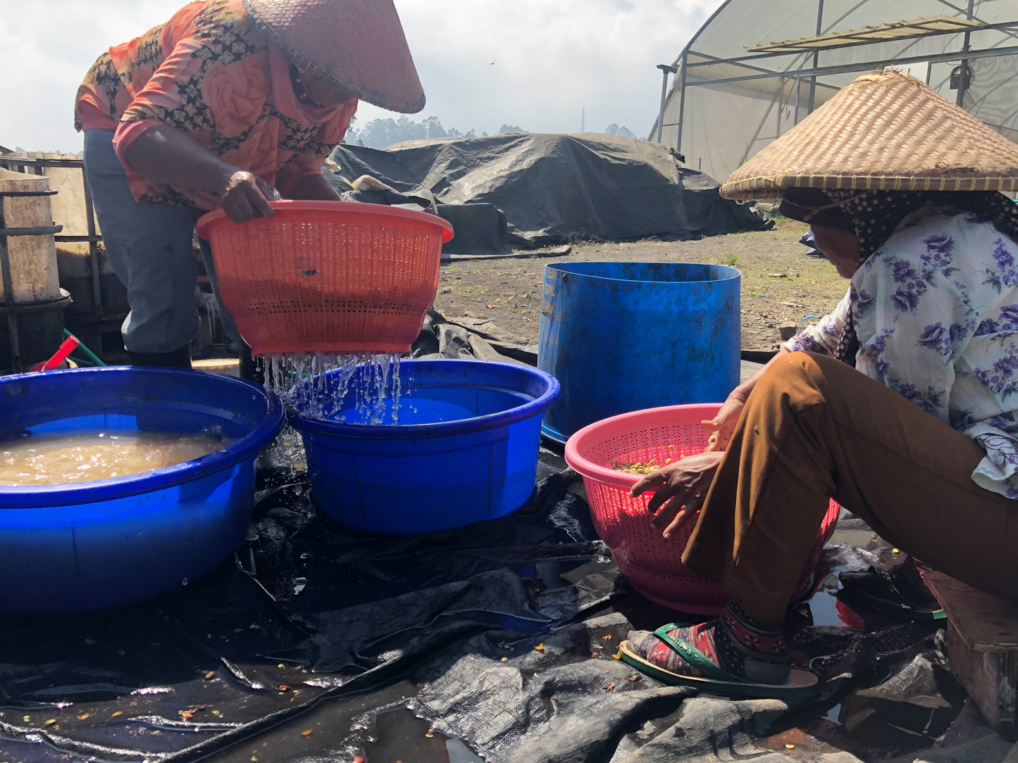 INDONESIA | JAVA FRINSA COLLECTIVE WASHED | MEDIUM ROAST
