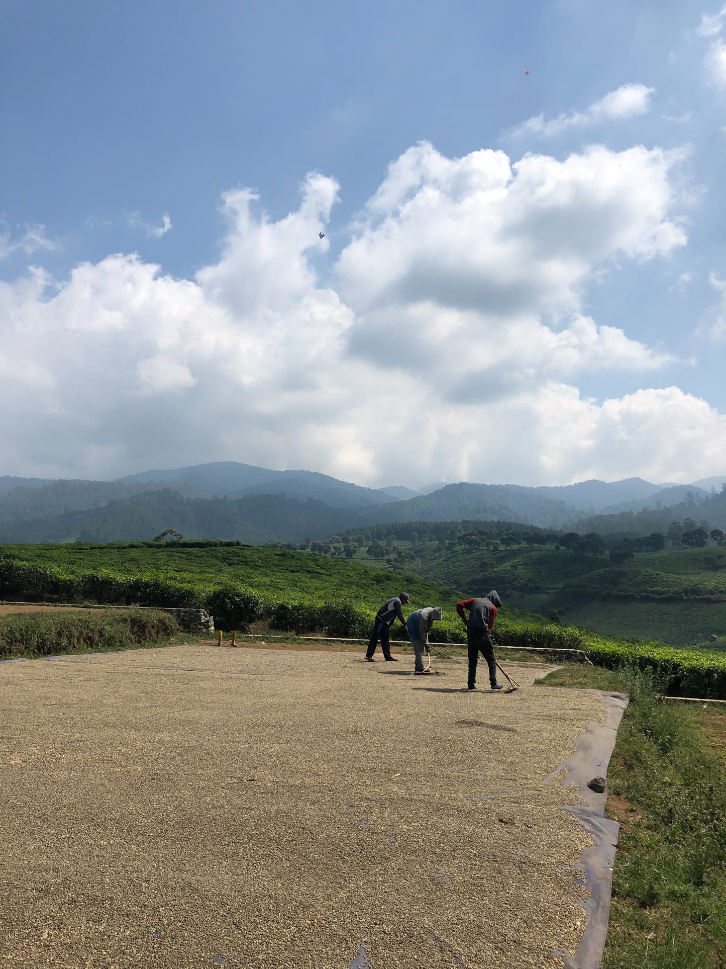 INDONESIA | JAVA FRINSA COLLECTIVE WASHED | MEDIUM ROAST