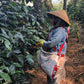 INDONESIA | JAVA FRINSA COLLECTIVE WASHED | MEDIUM ROAST