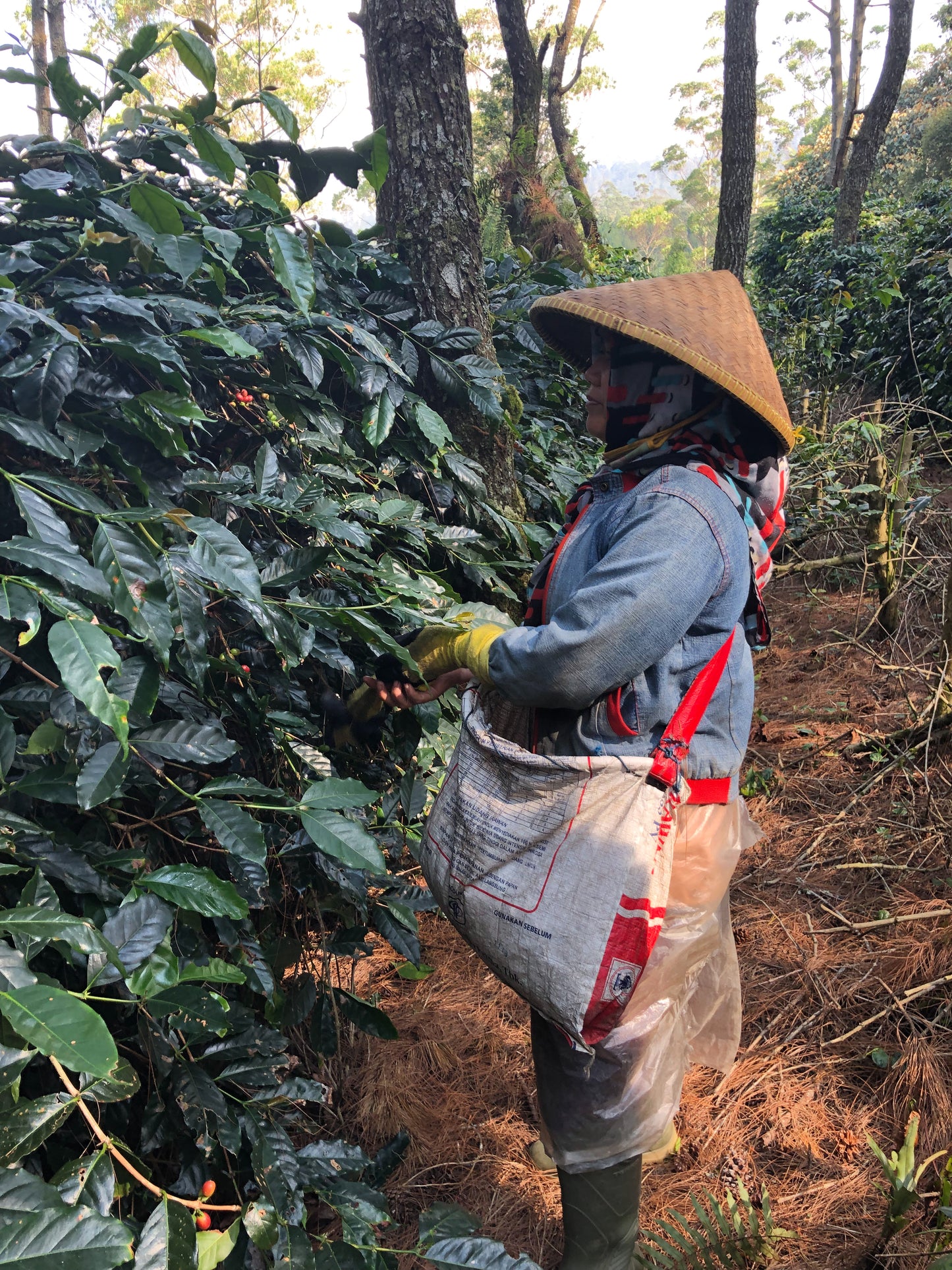 INDONESIA | JAVA FRINSA COLLECTIVE WASHED | MEDIUM ROAST
