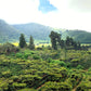 EL SALVADOR | PLAN DEL HOYO WASHED | LIGHT ROAST