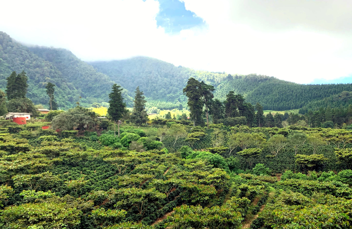 EL SALVADOR | PLAN DEL HOYO WASHED | LIGHT ROAST