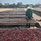 EL SALVADOR | PLAN DEL HOYO WASHED | LIGHT ROAST