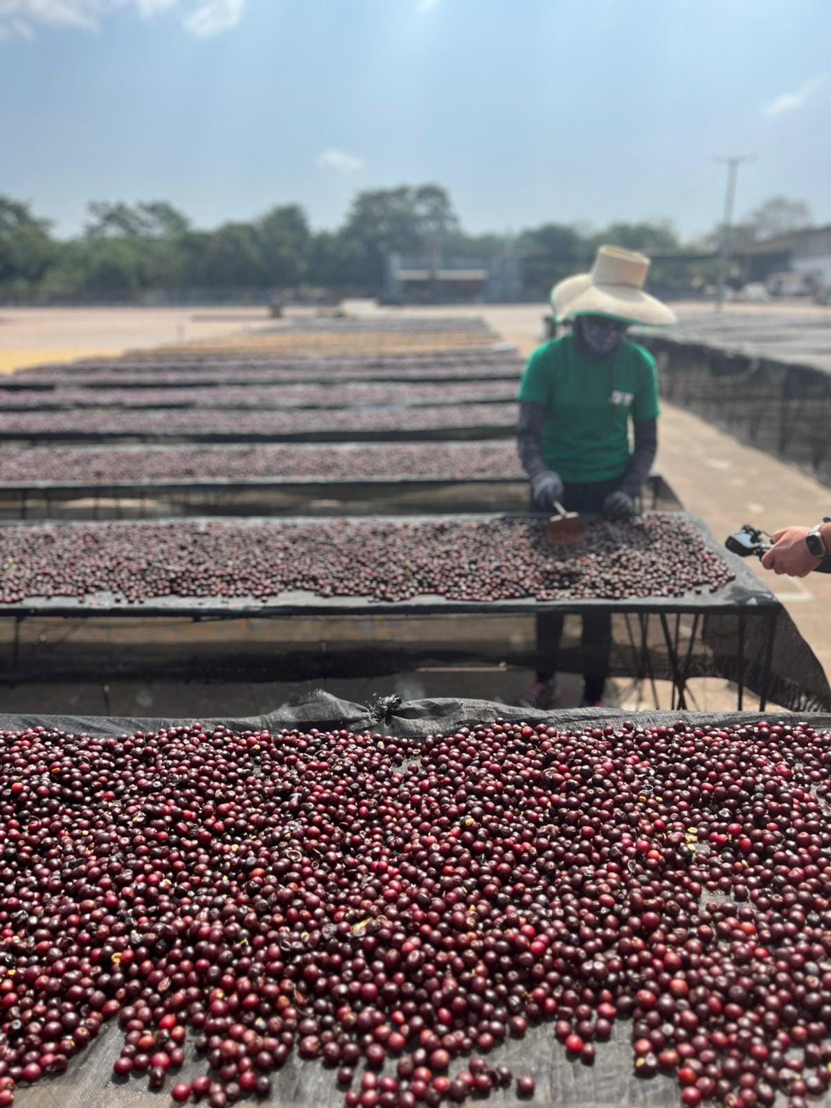 EL SALVADOR | PLAN DEL HOYO WASHED | LIGHT ROAST