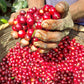 EL SALVADOR | PLAN DEL HOYO WASHED | LIGHT ROAST
