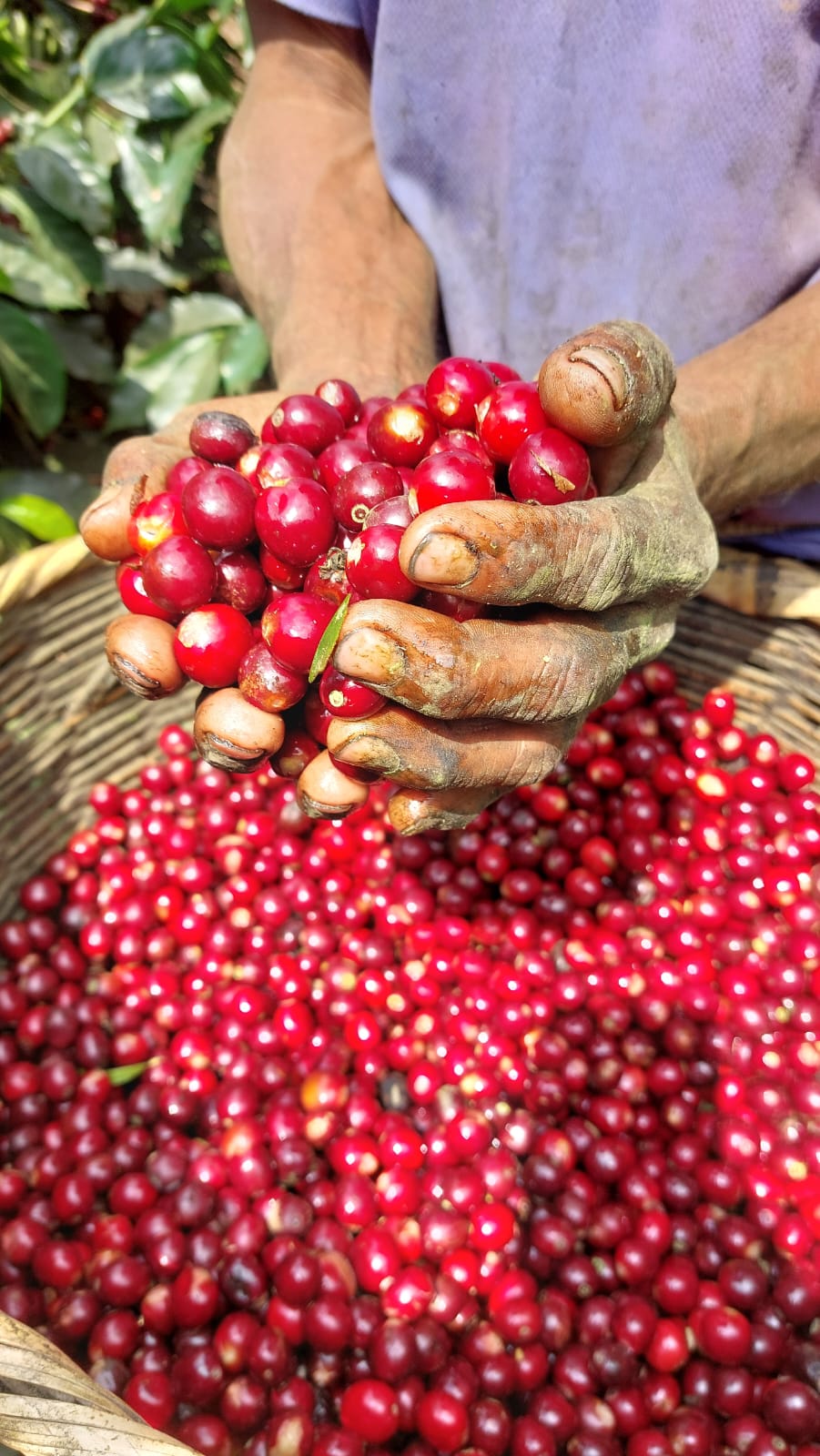 EL SALVADOR | PLAN DEL HOYO WASHED | LIGHT ROAST