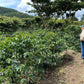 EL SALVADOR | PLAN DEL HOYO WASHED | LIGHT ROAST