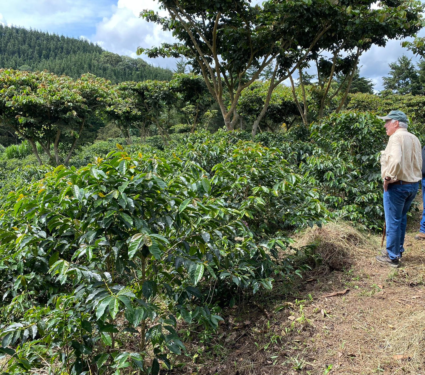 EL SALVADOR | PLAN DEL HOYO WASHED | LIGHT ROAST