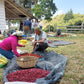 EL SALVADOR | PLAN DEL HOYO WASHED | LIGHT ROAST