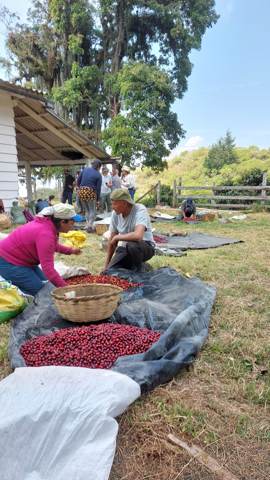 EL SALVADOR | PLAN DEL HOYO WASHED | LIGHT ROAST