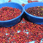 ETHIOPIA | GUJI SIKO LOT #2 WASHED | LIGHT ROAST