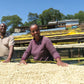 ETHIOPIA | GUJI SIKO LOT #2 WASHED | LIGHT ROAST
