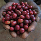 ETHIOPIA | GUJI SIKO LOT #2 WASHED | LIGHT ROAST