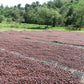 ETHIOPIA | GUJI SIKO LOT #2 WASHED | LIGHT ROAST