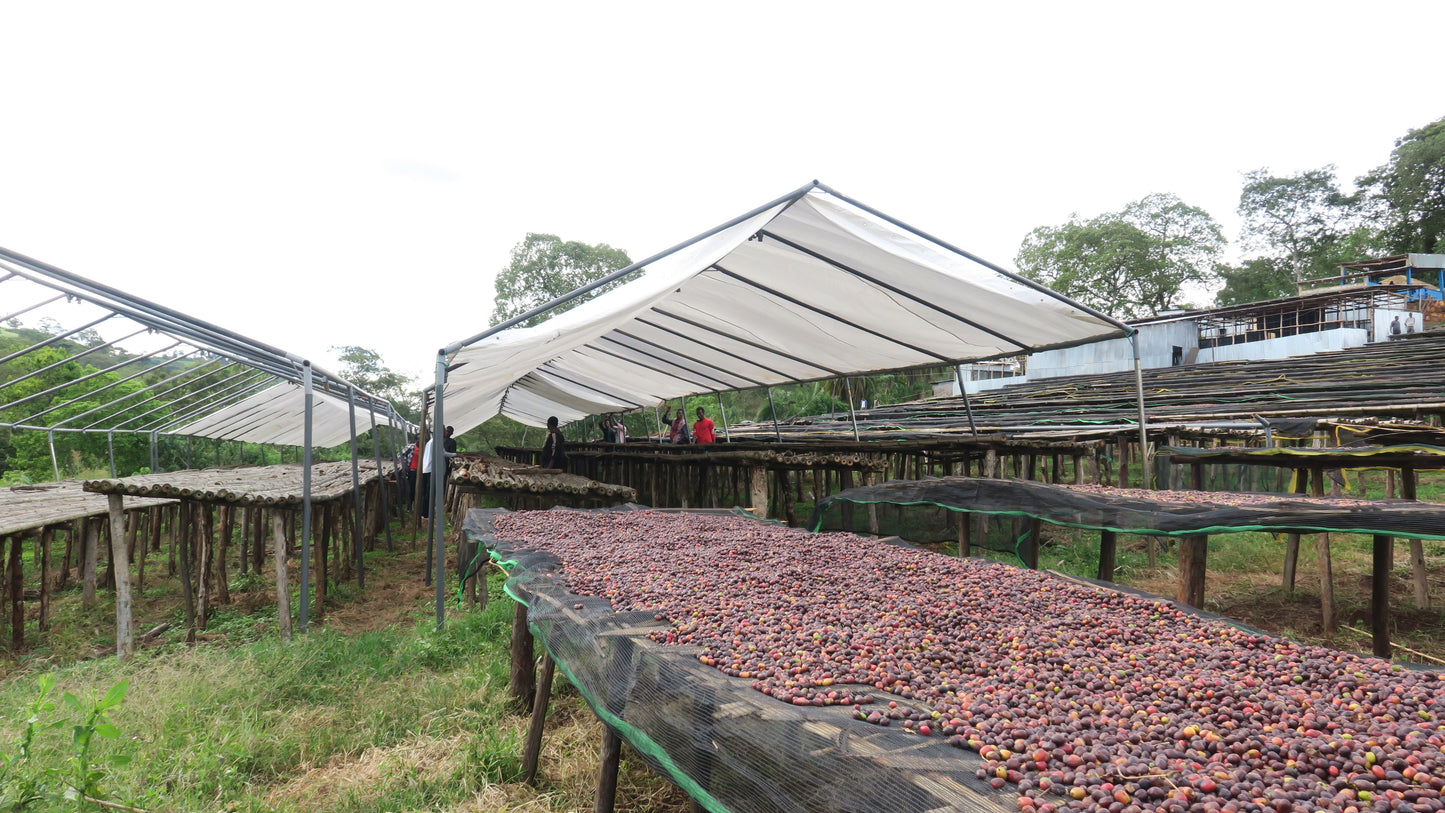 ETHIOPIA | GUJI SIKO LOT #2 WASHED | MEDIUM ROAST