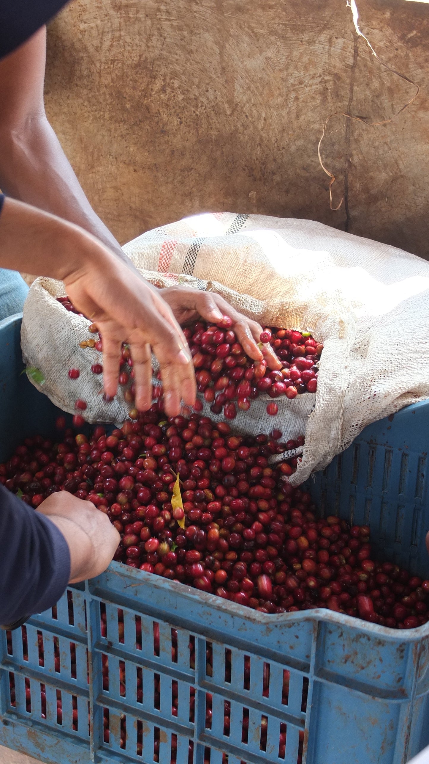 ETHIOPIA | URAGA WINE PROCESS | LIGHT ROAST