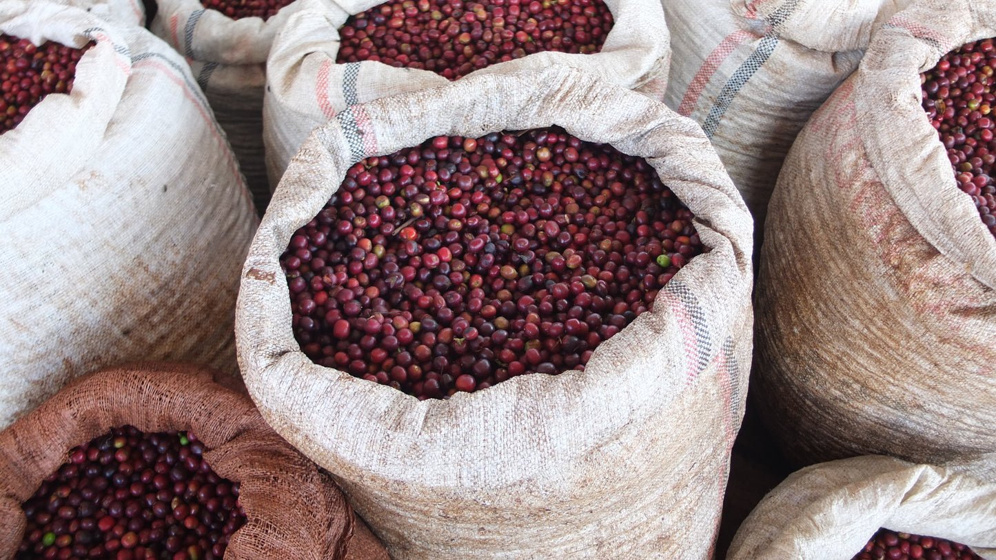 ETHIOPIA | URAGA WINE PROCESS | LIGHT ROAST