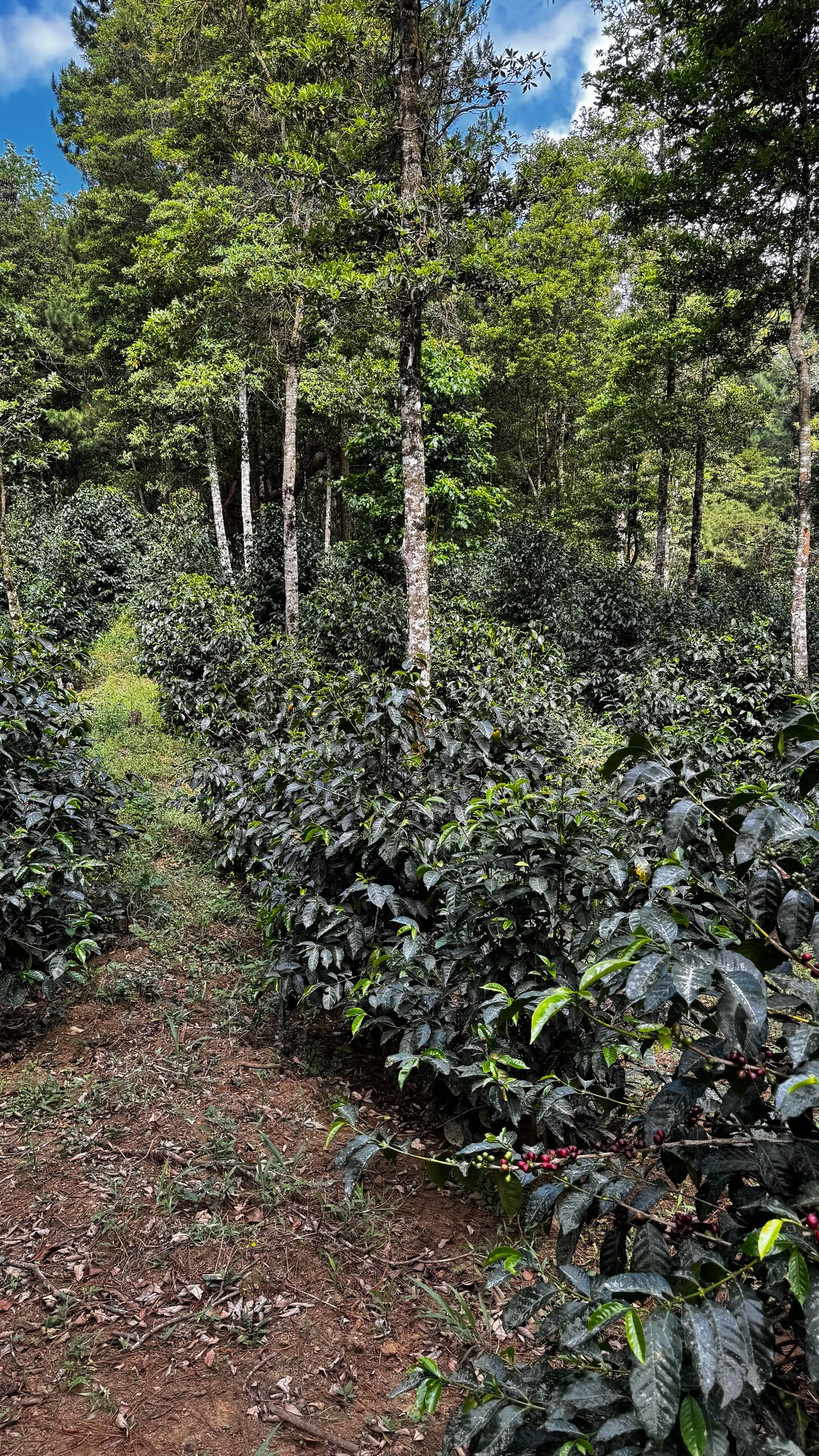 HONDURAS | LA SALVAJE NATURAL | MEDIUM ROAST