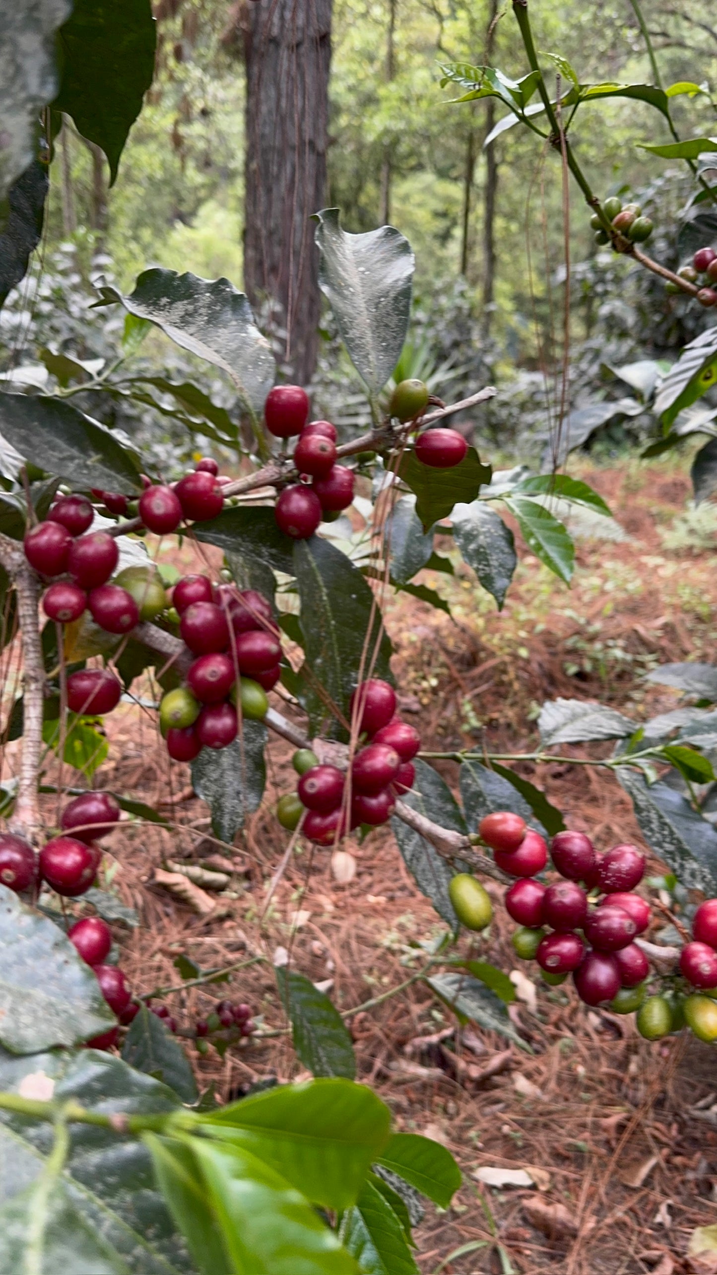 HONDURAS | LA SALVAJE NATURAL | MEDIUM ROAST