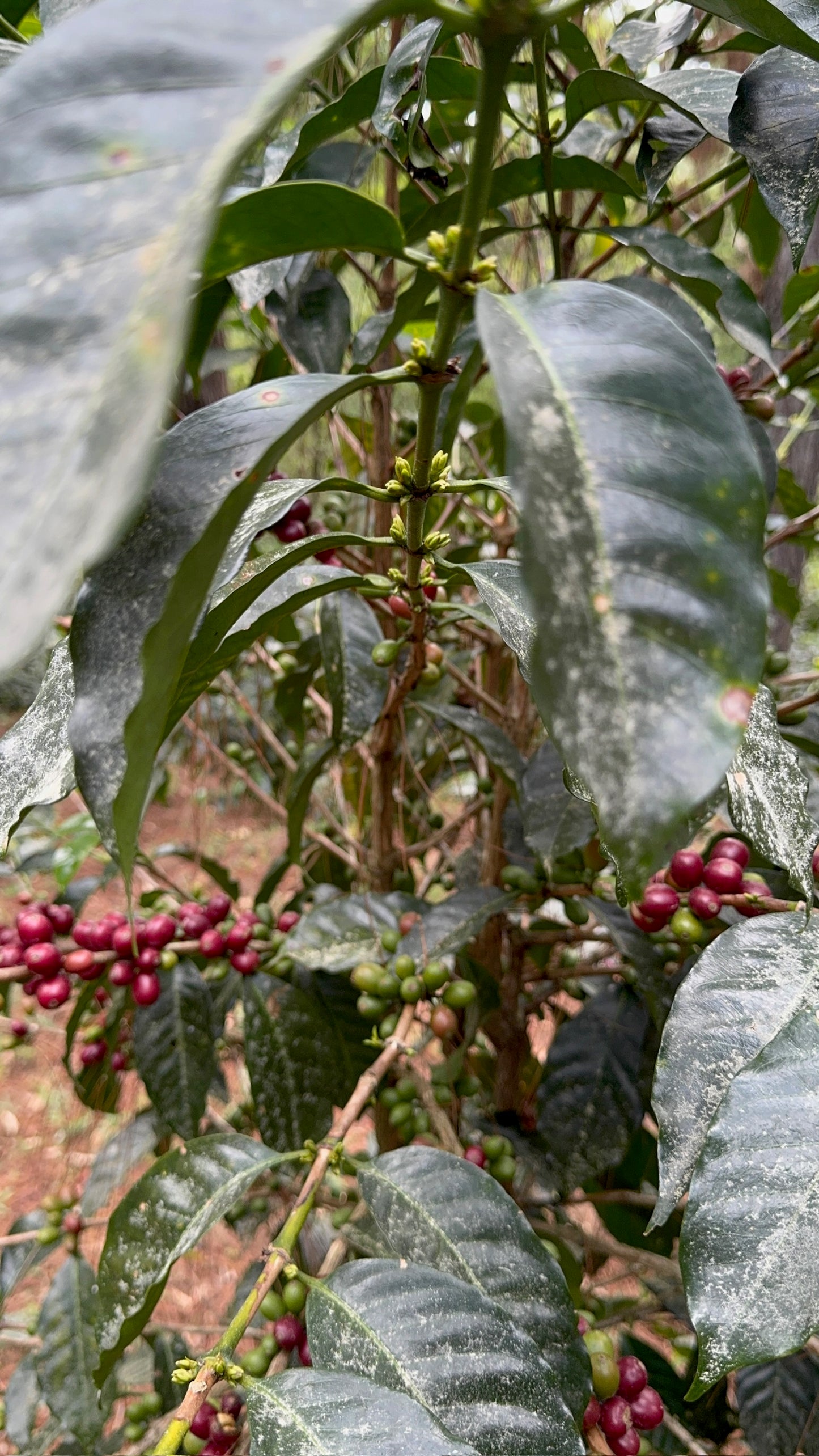 HONDURAS | LA SALVAJE NATURAL | MEDIUM ROAST