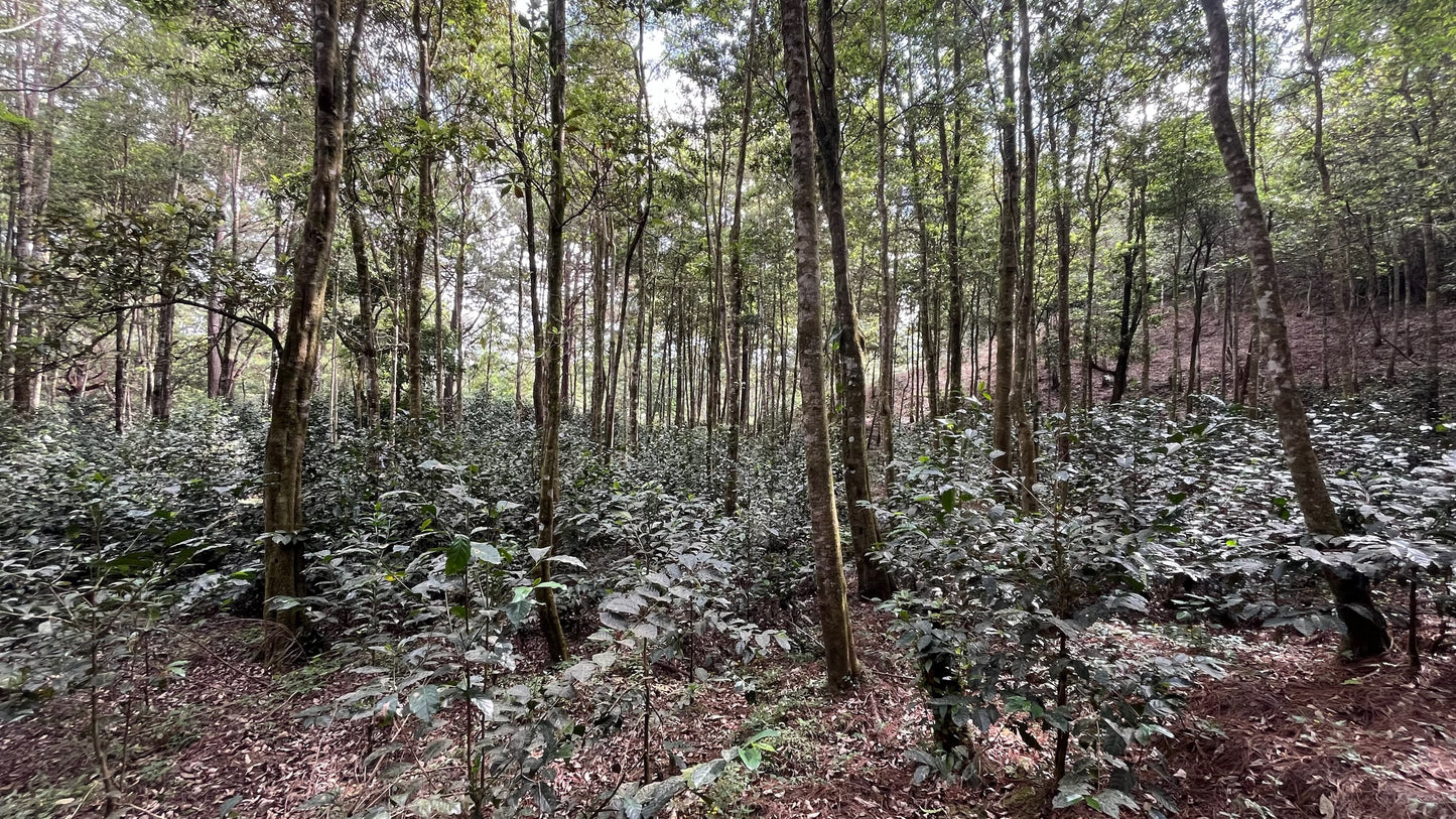 HONDURAS | LA SALVAJE NATURAL | MEDIUM ROAST