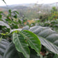 HONDURAS | FINCA LA TINA SUPERNATURAL | LIGHT ROAST