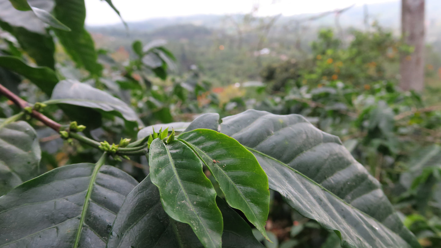 HONDURAS | FINCA LA TINA SUPERNATURAL | LIGHT ROAST